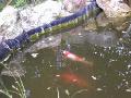 poissons
