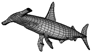 shark