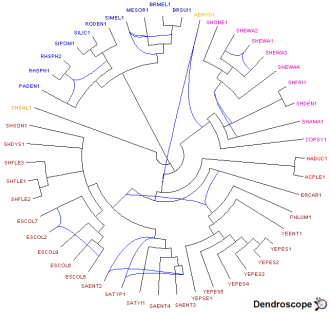 Rseau galled network construit par Dendroscope