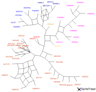 Rseau split network construit par SplitsTree